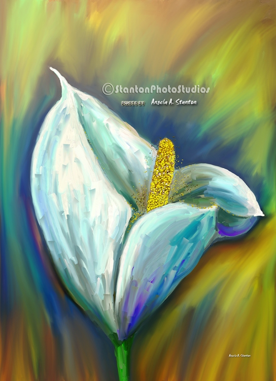 White giant Calla Lilly painting
